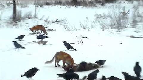 vlc record 2013 01 19 11h39m43s rtsp   193 40 133 138 80 live nova