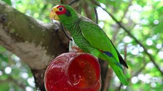 #Футаж зеленый попугай дурачится ◄4K•HD► #Footage green parrot fooling around