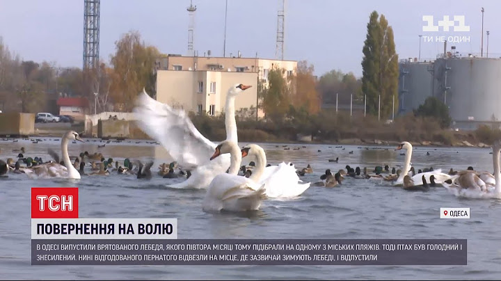 Врятованого від голоду і виснаження лебедя випустили на волю під Одесою