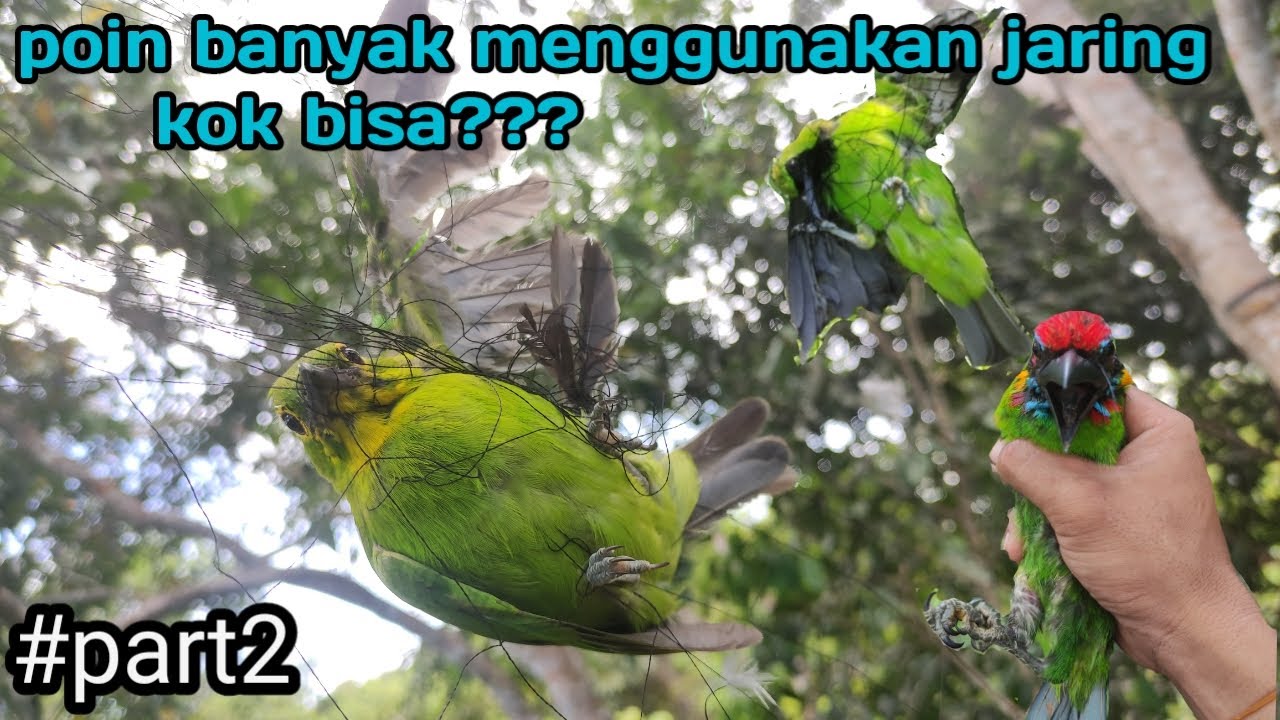 Mikat cucak ijo menggunakan jaring, simple dan mudah