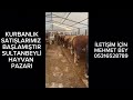 ERZURUM DAN İSTAMBULA KURBANLIKLAR SULTANBEYLİ HAYVAN PAZARI İLETİŞİM İÇİN MEHMET BEY 05316528789
