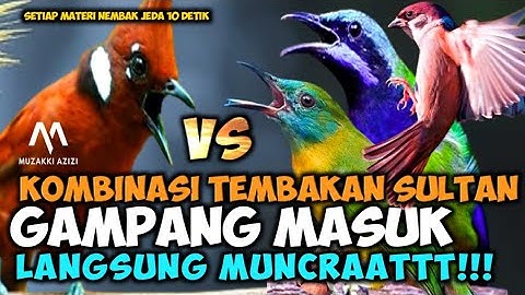 MASTERAN KOMBINASI CILILIN VS KINOI GEREJA TARUNG CUCAK CUNGKOK || MASTERAN MURAI BATU TERBAIK