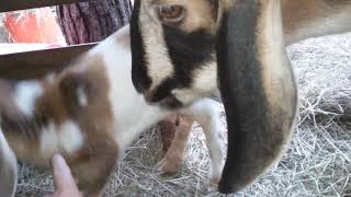 Baby goat update 3 14 2020