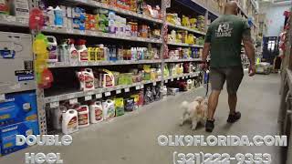 2 Yr Old Papillon 'Lucy' | Orlando Dog Trainers | Central Florida Dog Trainers by Off Leash K9 Training Central Florida 30 views 11 days ago 7 minutes, 56 seconds