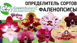 Орхидея ФАЛЕНОПСИС | ОПРЕДЕЛИТЕЛЬ СОРТА | Orchid Phalaenopsis. Qualifier of a grade. орхидеи orchids