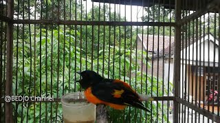 Yang di Cari Cari Buat masteran Murai Batu--Suara burung Mantenan