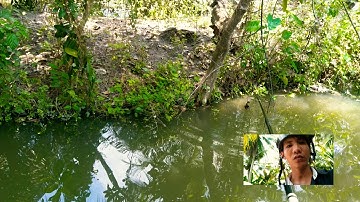 Câu cá lóc bằng vịt