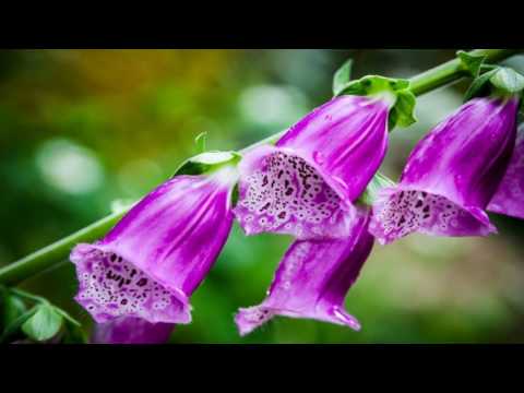 Digitalis purpurea flowers (HD1080p)