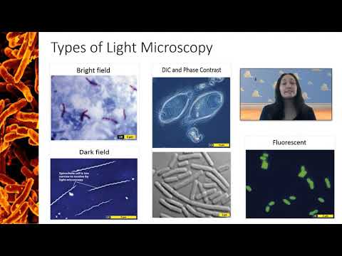 Video: Care este lumina de subetaj pe un microscop?