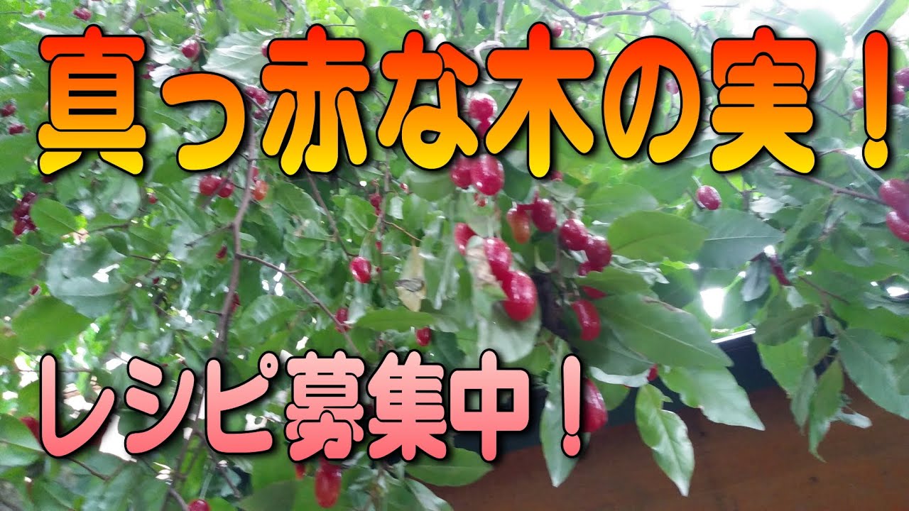 木の実 グミの実大豊作 どうやって食べるの Youtube