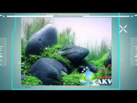  Jual  Aquarium  Air Laut di Tangerang  YouTube