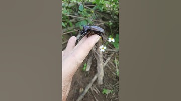 Nuôi bọ cánh cứng một sừng siêu đẹp #shorts #beetle