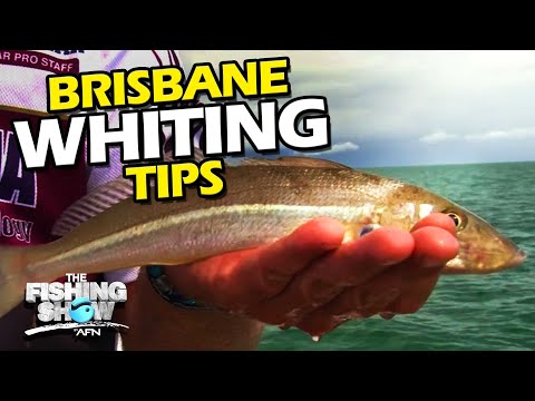 Moreton Bay Whiting Frenzy