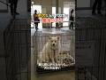 孤独な60代女性が選んだのは誰も近づかない老犬