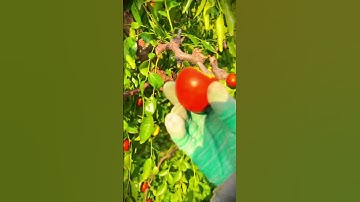 Smart way to pick tomatoes using your hands #shorts