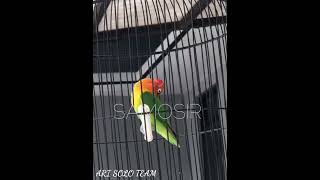 Lovebird Konslet #Konslet #Jantanngunci #kobdarkonslet
