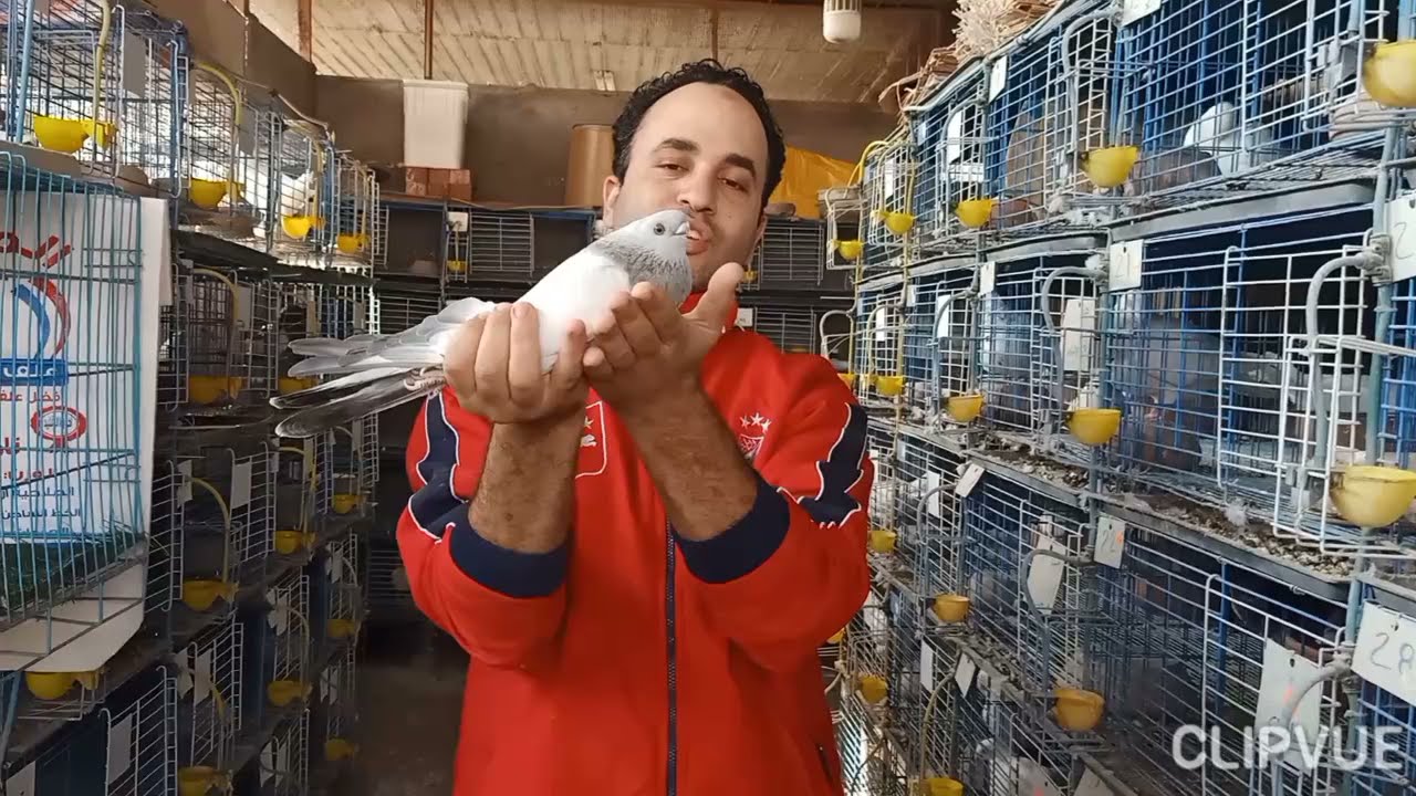 اجمل فرجة الحمام الغزار المصري وحمام بلق للبيع وقص حمام صافي شبابات