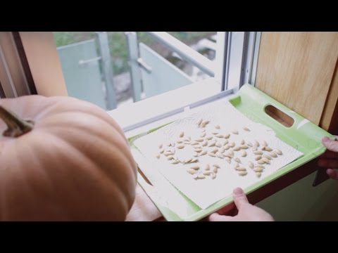 Como guardar sementes de abóbora