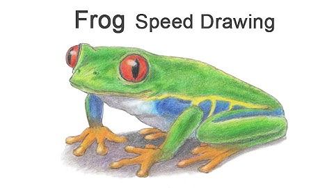 Red-Eyed Tree Frog Time-lapse / Speed Drawing