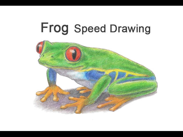 pic Red Eyed Tree Frog Line Drawing red eyed tree frog time lapse speed