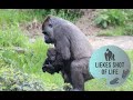 GORILLA BABY KIANGO 3 MONTHS OLD AND LOVES TO BE CARRIED AROUND ON MOMMY HER ARM!