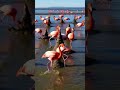 Flamingo Colony Building Mud Tower Nests Together