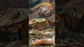 Machli Tiger क कय जन स मर दय गय? By Info Fact News