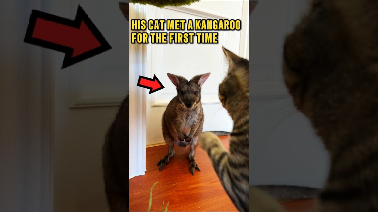 Cat's Reaction to Kangaroo and Meerkats Is Priceless! 😂❤️