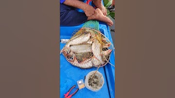 Săn cá basa bằng bài mồi này#shorts