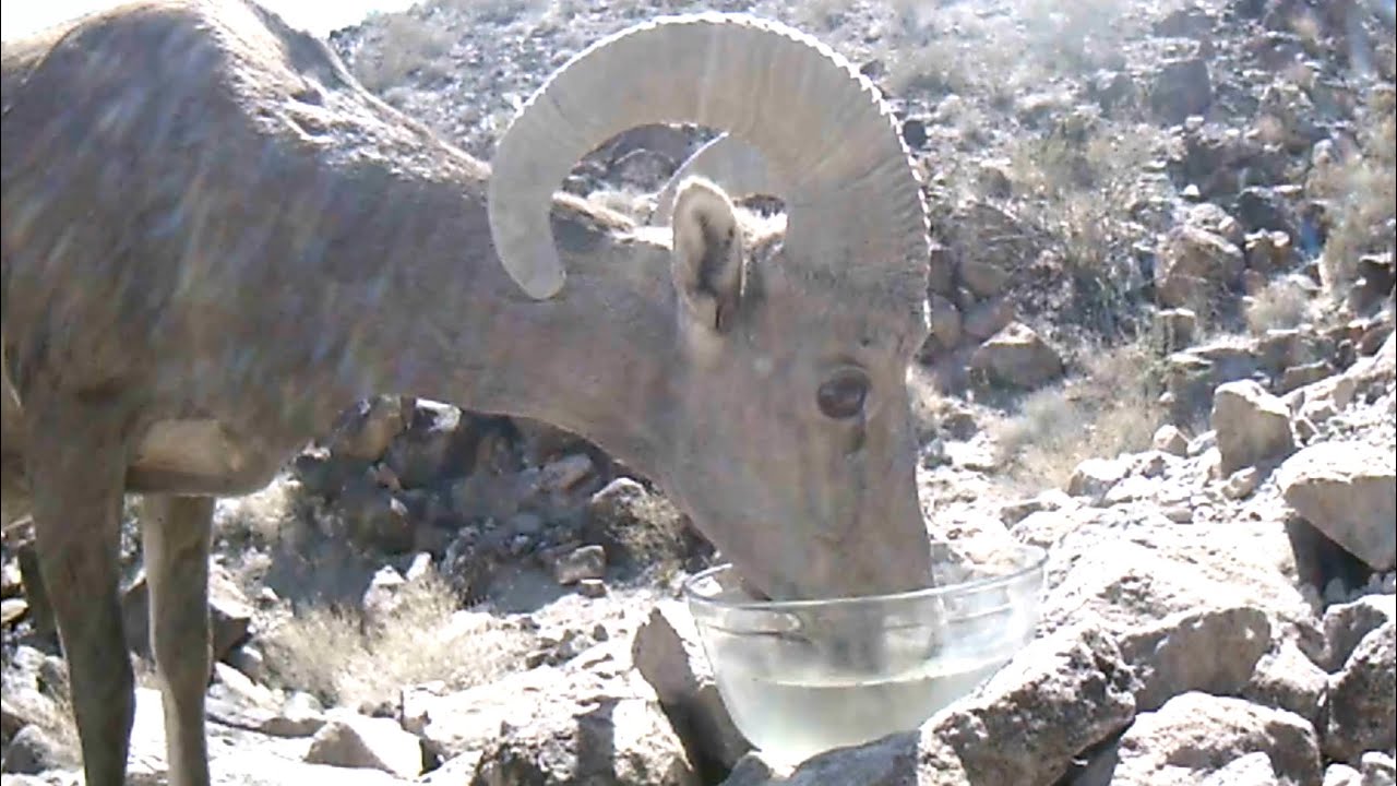 Found a rare Regal Ring Neck snake at the end!