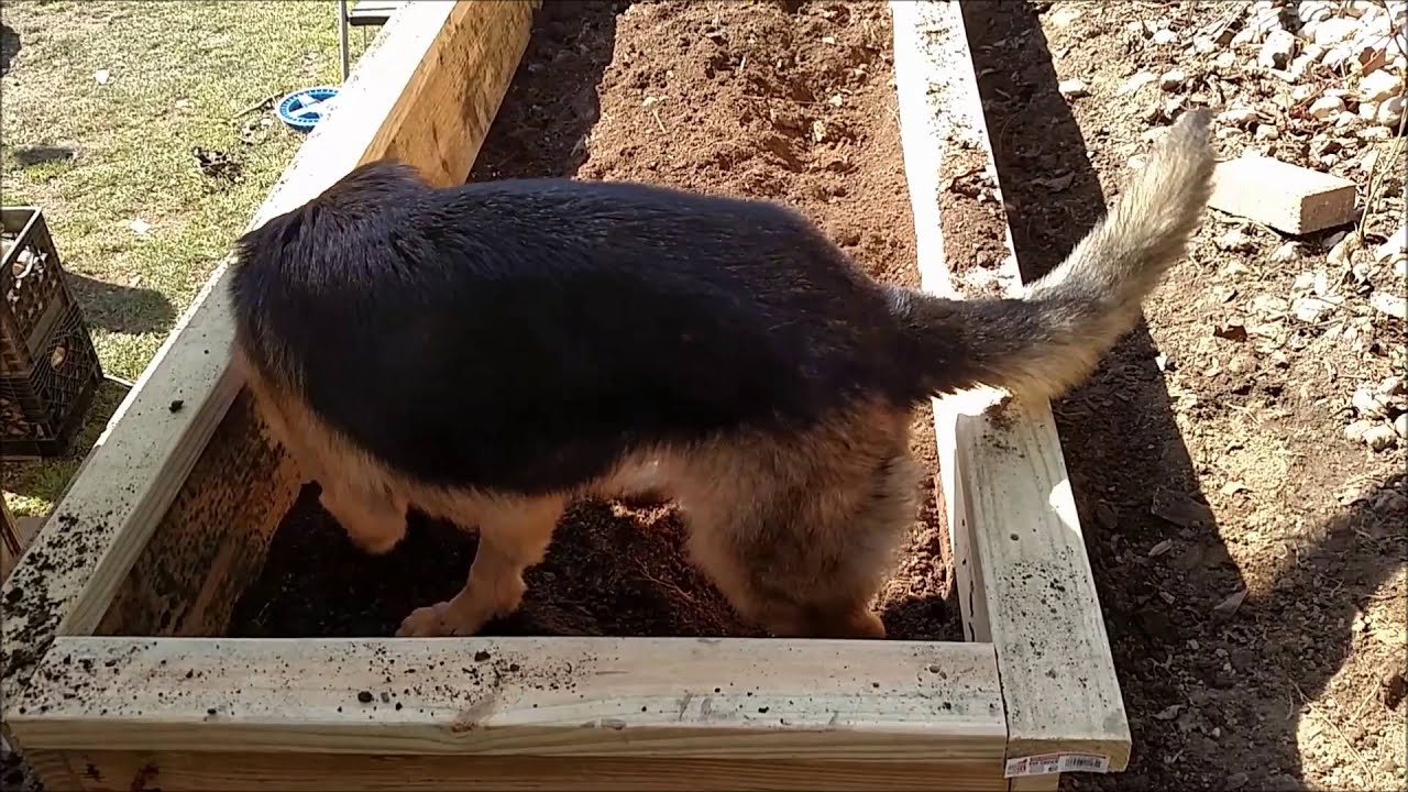 Tilling the raised beds YouTube