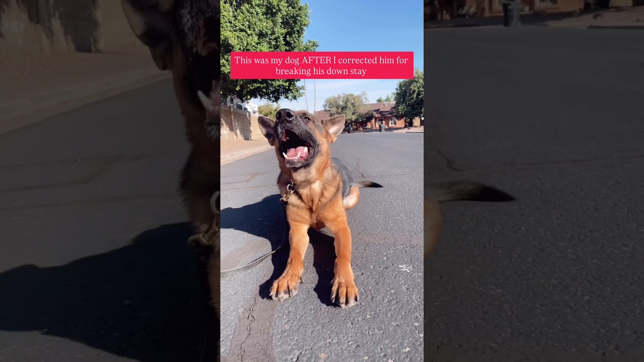 Corrections ( done right) are valuable in your relationship and communication with dog