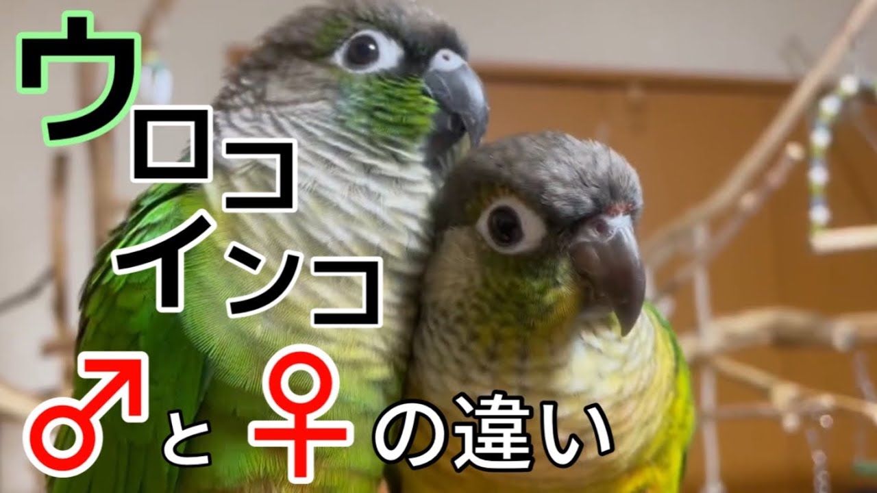 ウロコインコのオスメスの見分け方が簡単にわかる㊙︎情報を紹介
