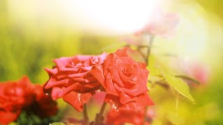 Красная роза в Солнечных зайчиках | Футажи красивая природа [FullHD]