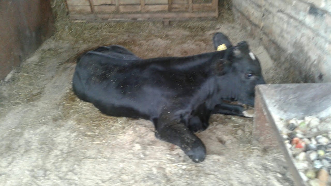 СПАСАЛИ БЫКА. ОБЕЗНОЖИЛ БОЛЬШОЙ БЫЧЕК - YouTube