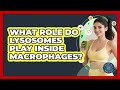 What Role Do Lysosomes Play Inside Macrophages? - All About the Immune System