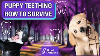 Famous How to help a teething puppy Net Worth