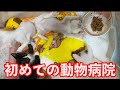 【保護子猫】病院に行く前に / #003