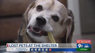 Lost pets at the shelter