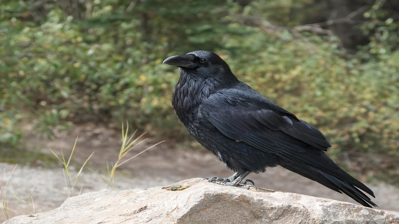 Biologists use drone warfare against tortoise killing ravens in the Mojave Desert