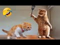 Funniest animals  new funny cats and dogss  part 8