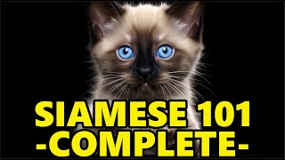 Siamese Cat 101  Complete Guide Before Getting One