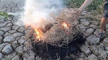 Cá Lóc Đồng Nướng Rơm Thơm Ngon II Món Ăn Đặc Sản Của Miền Tây Sông Nước.