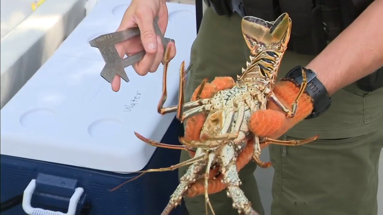 Florida lobster mini season set to begin YouTube