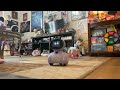 Hanging out with Eargon the aibo and miko mini the robot has a new guessing game