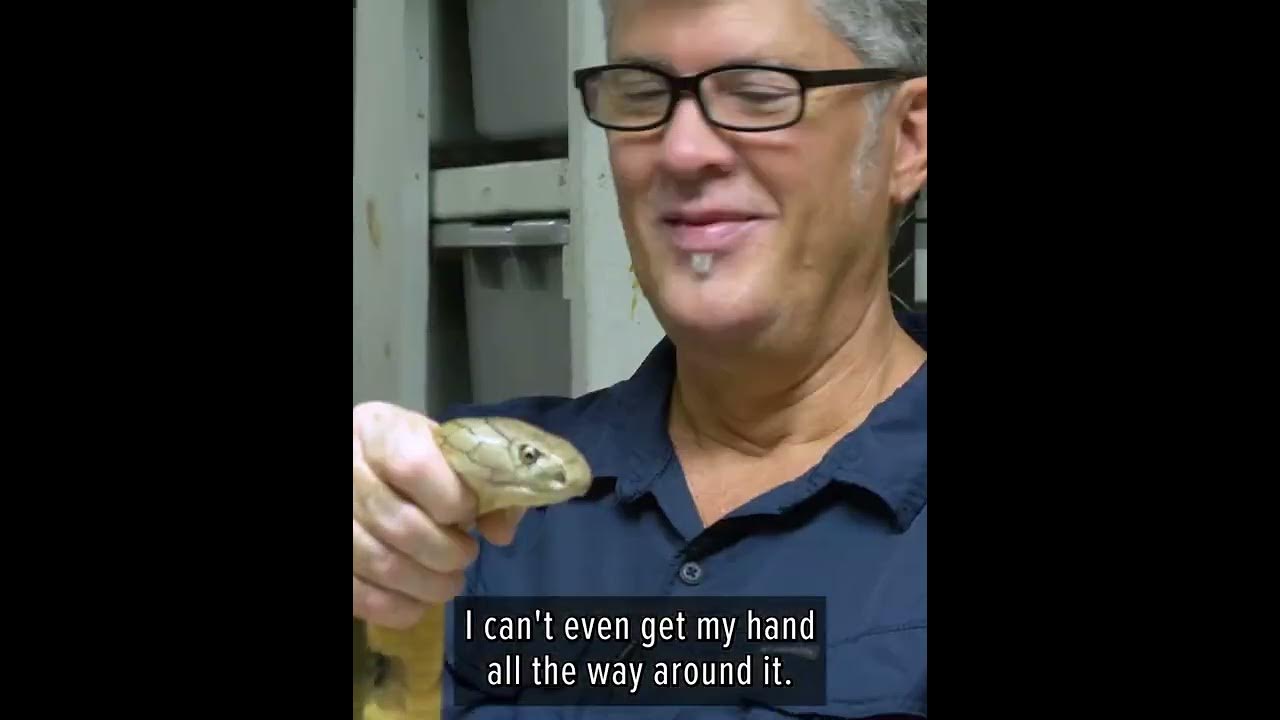 King cobra venom milking #coyotepeterson #kingcobra #snakevenom - YouTube
