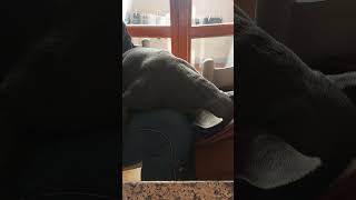 Sleeping Bulldog - Bulldog francese dorme nella borsa e russa