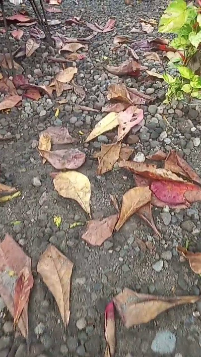 berjatuhan berserakan