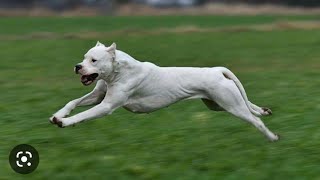 Power of Dogo Argentino Renjo!