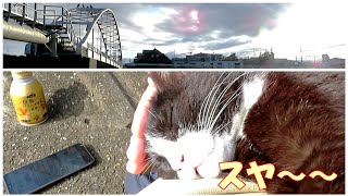 【ワレニャン】睡眠不足な猫が雄大な水管橋の下で爆睡 Sleep-deprived cat falls asleep under a majestic aqueduct bridge